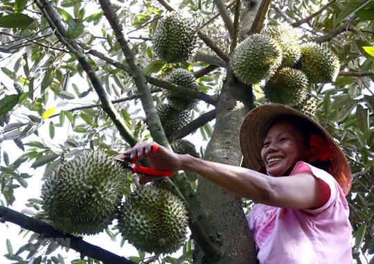 Sầu riếng Đắk Lắk trúng mùa, bất động sản đột ngột tăng giá